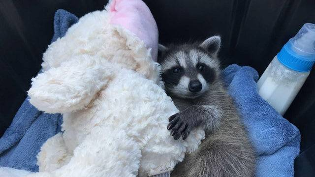 Raccoon Cuddlezのバナー
