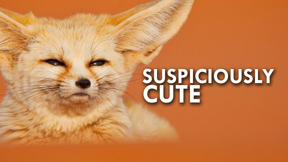 Suspiciously Cuteのバナー