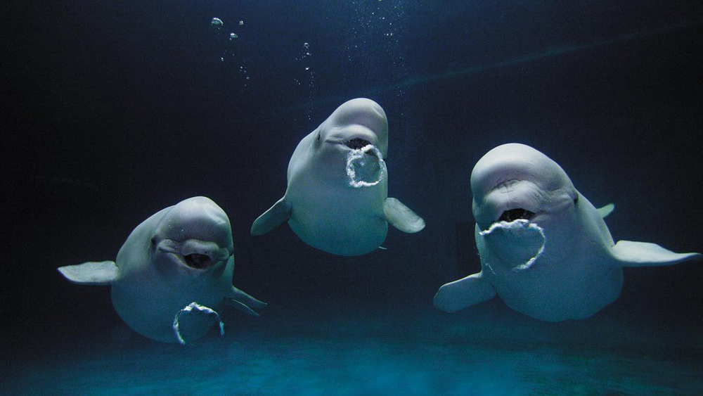 Briluga's Belugas