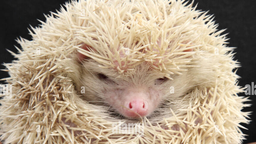 ALBINO HEDGEHOGSのバナー