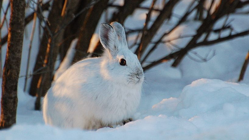Rabbit Observatoryのバナー