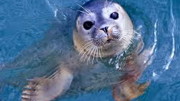 TheSealslabのバナー