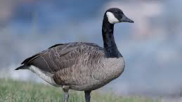 Goose is the best everのバナー