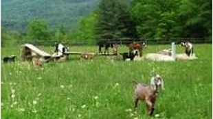 The Pastureのバナー