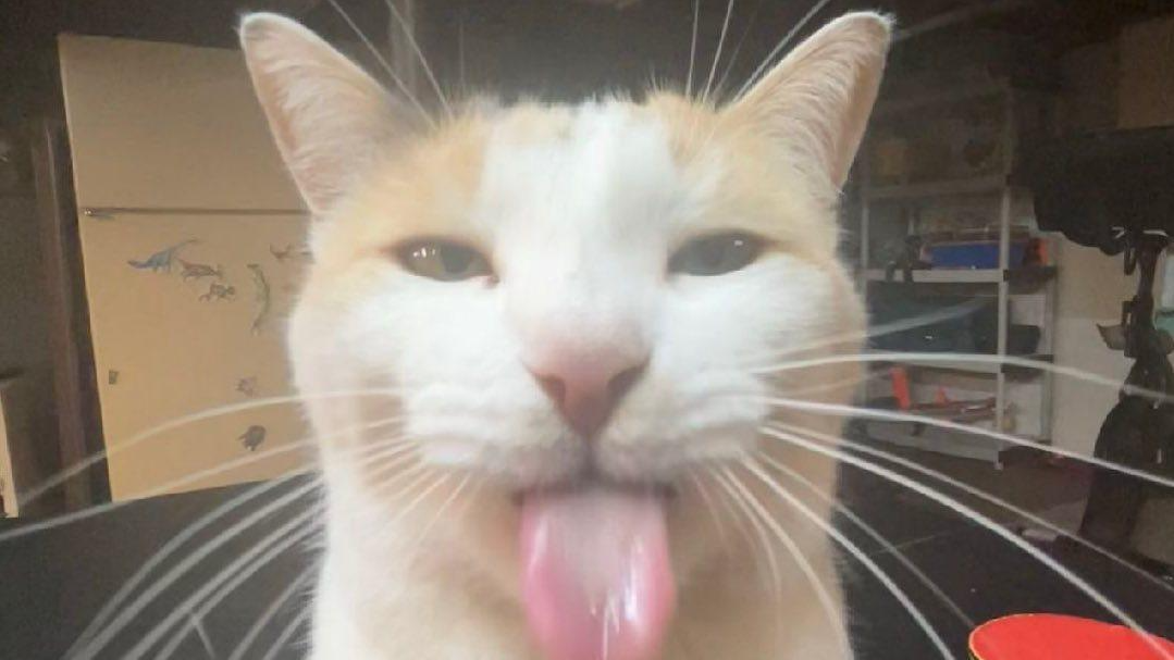 cats drinking lolのバナー