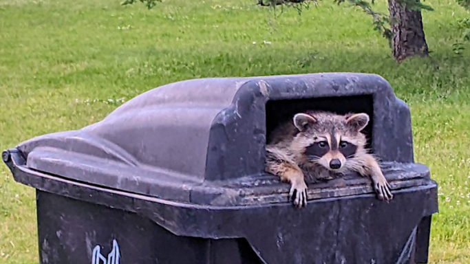 Trash Pandasのバナー