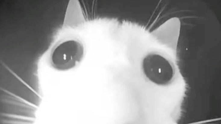 Certified Chungus HQのバナー