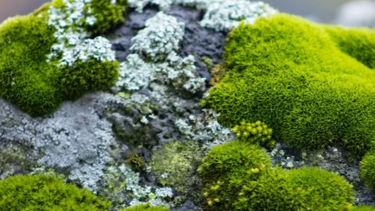 Mosses garden