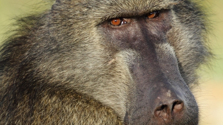 Baboon clanのバナー