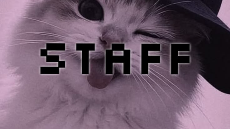 Night cat staffのバナー