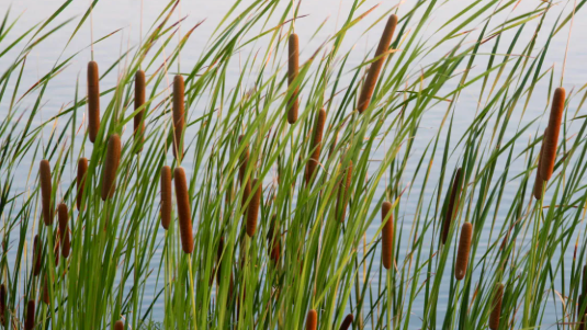 Pond Dick