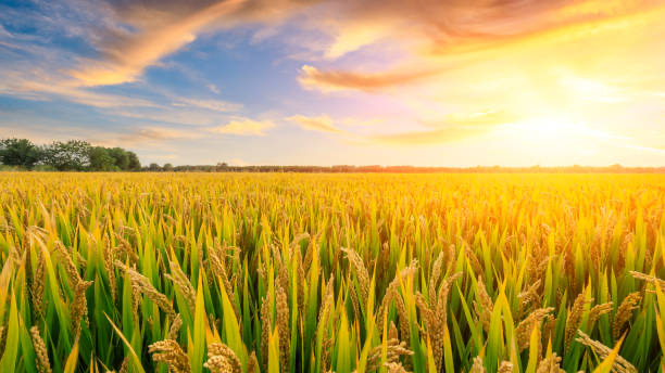 The Rice Fieldのバナー