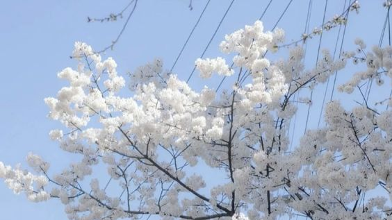 Fine shytのバナー