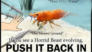 Shrimpsのバナー