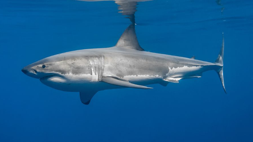 Sharksのバナー