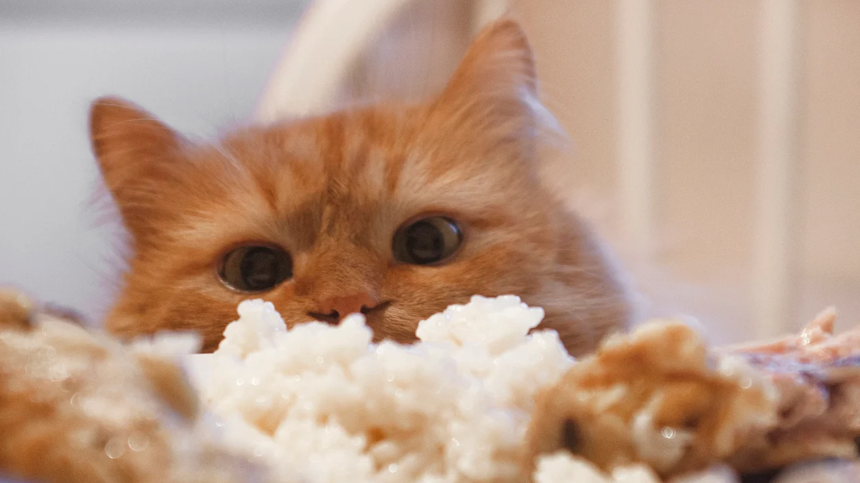 Rice