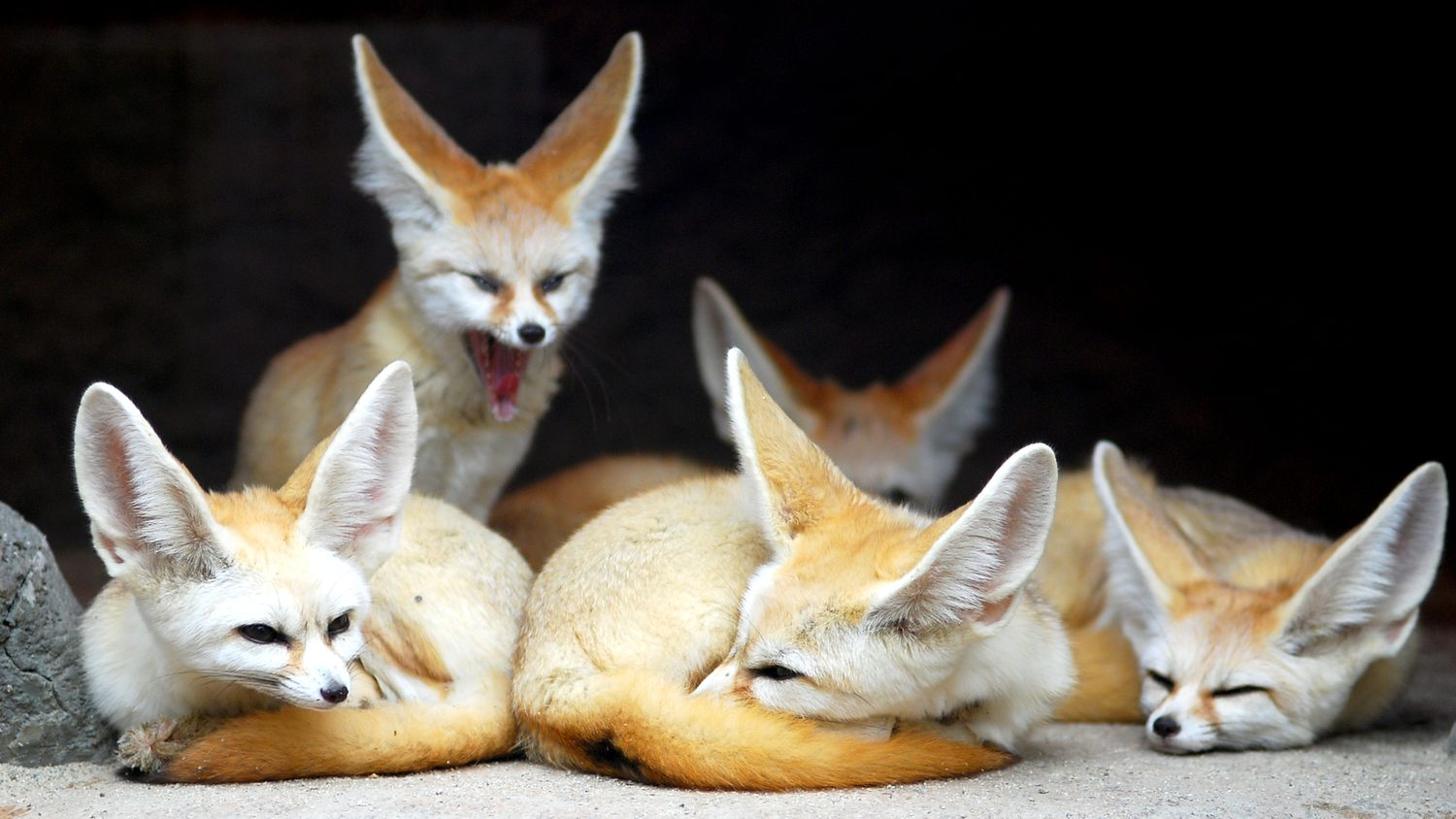 VRC FENNECS