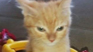 Chill cornerのバナー