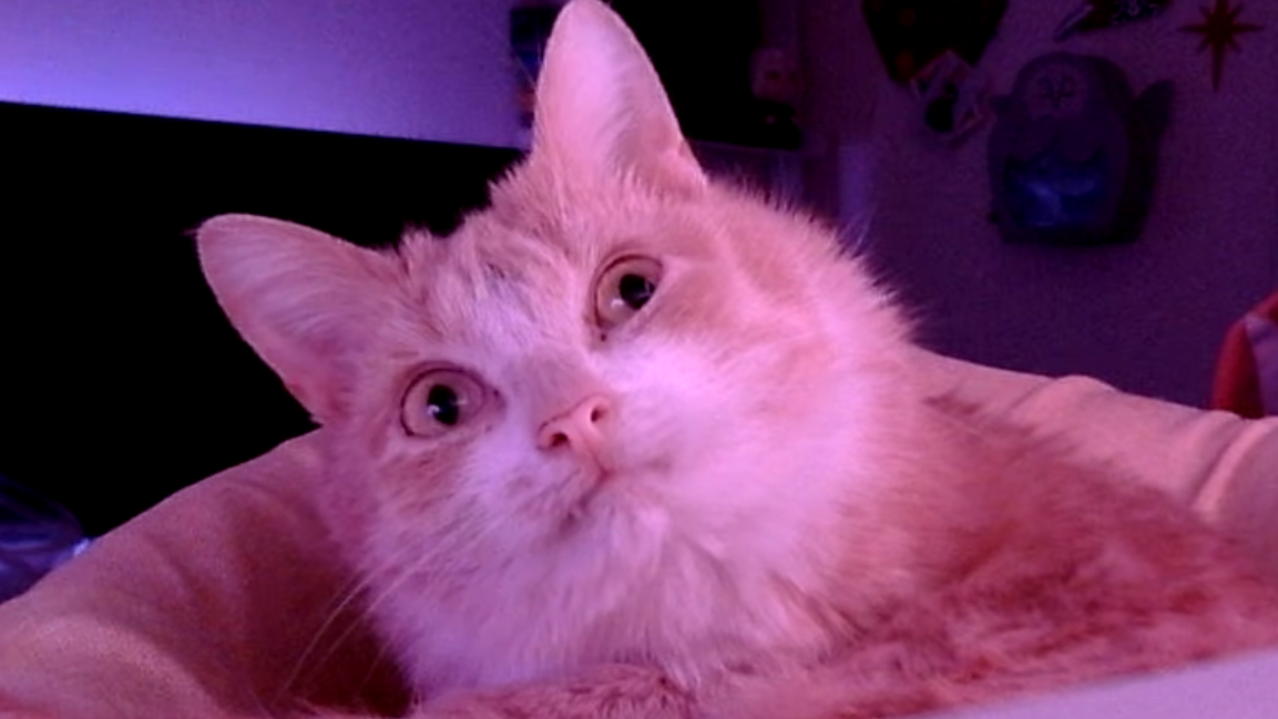 Shrimp