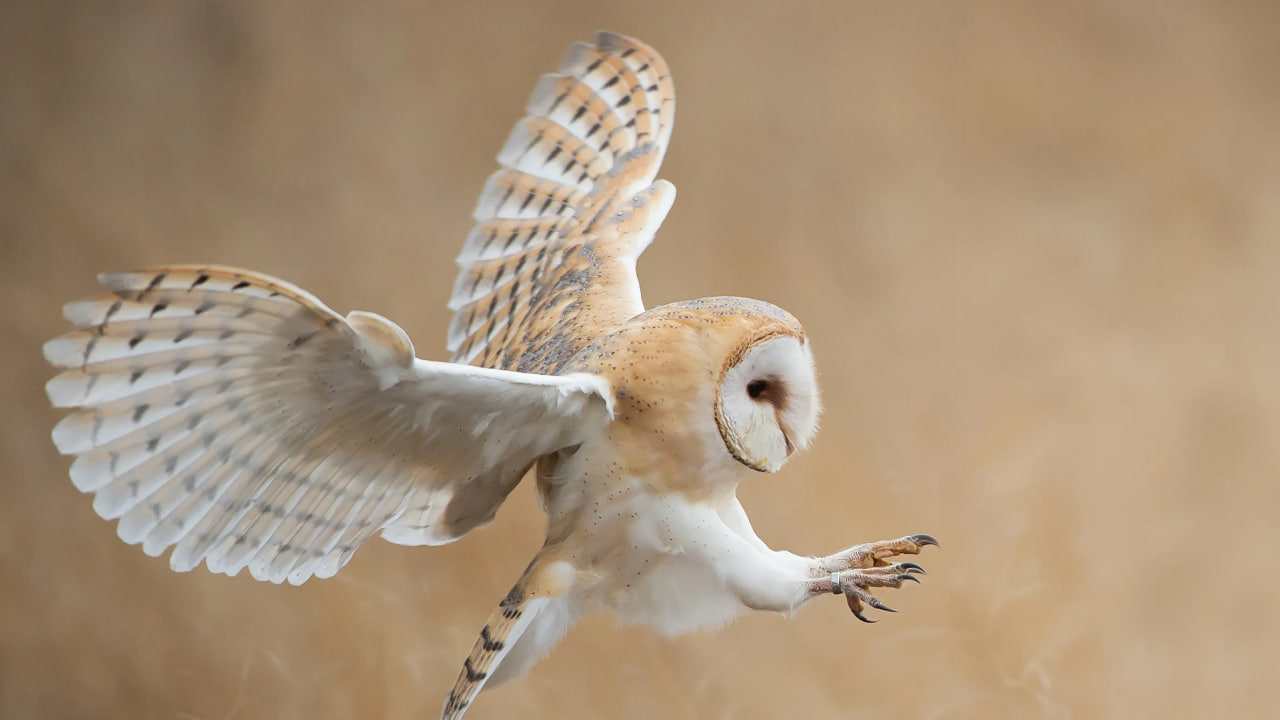 Im a Owlのバナー