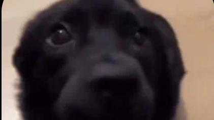 I'M ZEA'S PUPPY BOYのバナー