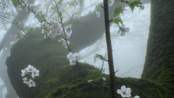 Greenhouse Melancholyのバナー