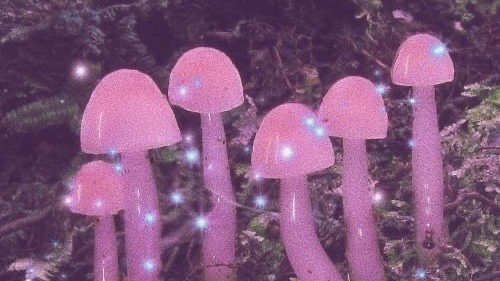 ʟɪᴛᴛʟᴇʙᴏᴡs
