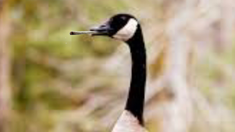 The fluffy goose