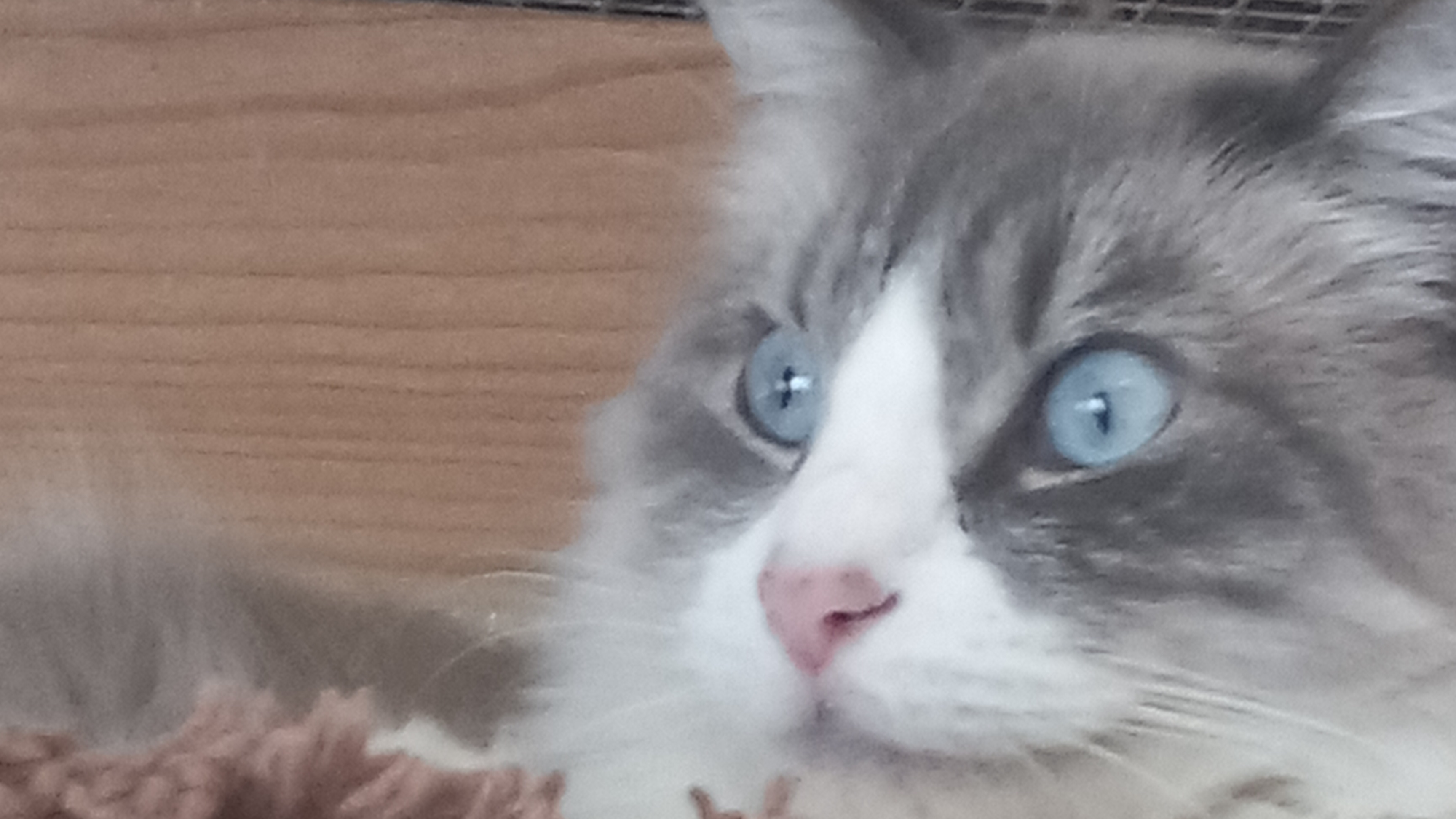 Fucked up catsのバナー