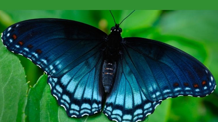 Club Blue Monarch