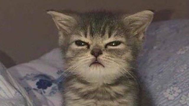 silly kittiesのバナー