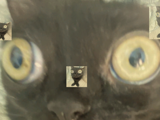 the cat