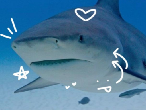 Shark