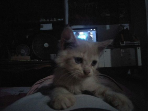 teeheeǃ