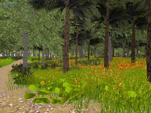 Walk in the Wild Woods