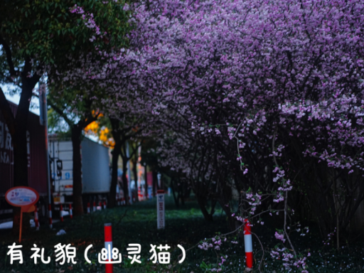 有礼貌小屋