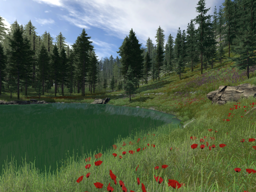 Tranquil Forest