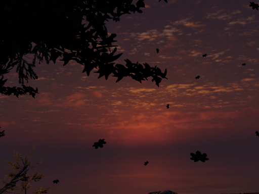 Forest Evening