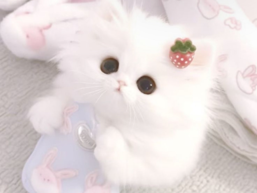 cat's home