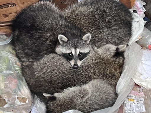 Dumpster Diving