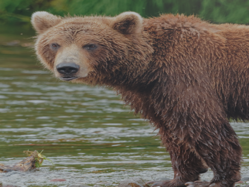 Bear Watchingǃ