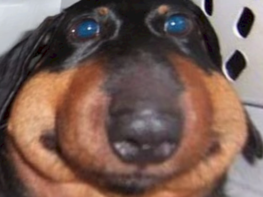 Dogbee