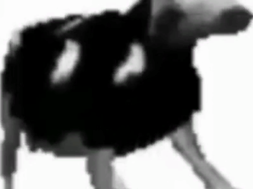 Polish cow