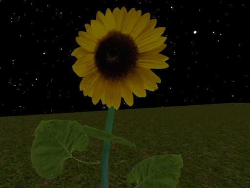 Sunflower Meetup