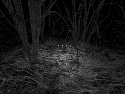 Darkwood_Map0_1_1