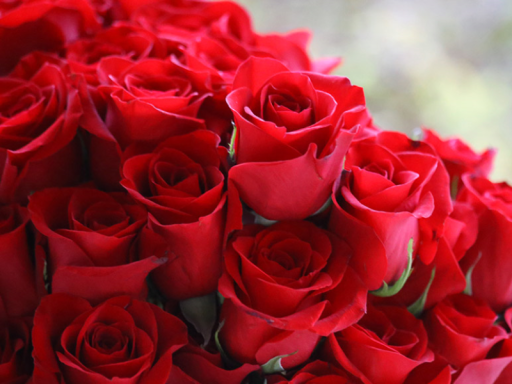 Rose's Avi World