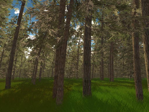 Morning Forest