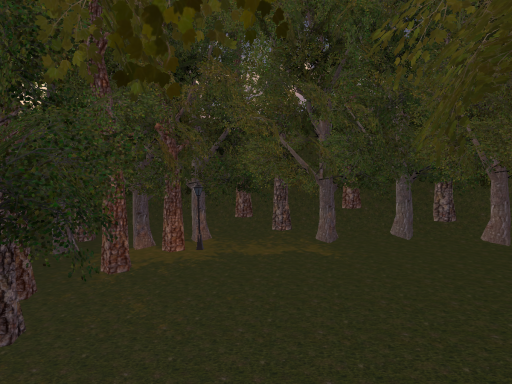 Lonely Forest