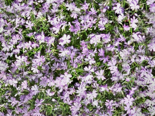 Flowers C