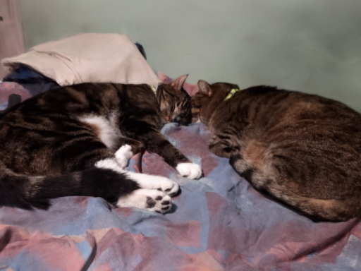 Hamachi Cat（S）